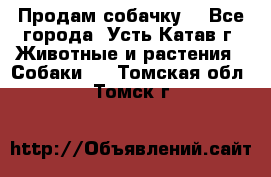 Продам собачку  - Все города, Усть-Катав г. Животные и растения » Собаки   . Томская обл.,Томск г.